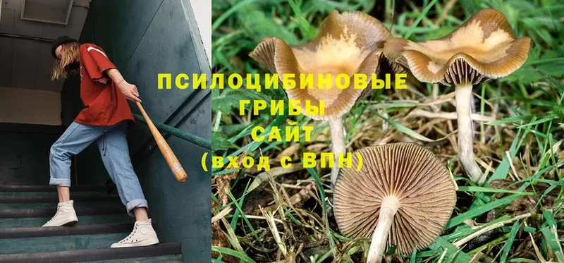 Псилоцибиновые грибы Psilocybine cubensis  сколько стоит  мега как войти  Кирово-Чепецк 